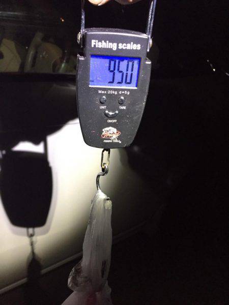 石津浜　アオリイカエギング